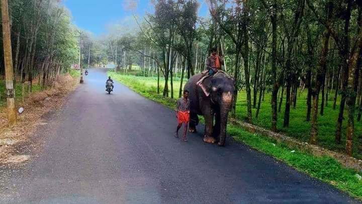 a person riding an elephant